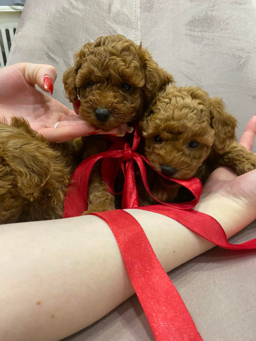 Цуценя той пудель. Хлопчик Киев - изображение 3