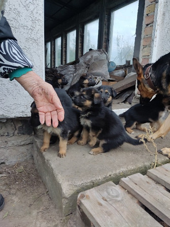 Продам цуценят німецької вівчарки Луцк - изображение 4