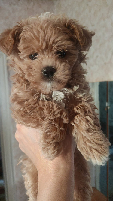 Мальтіпу F1 Киев - изображение 2