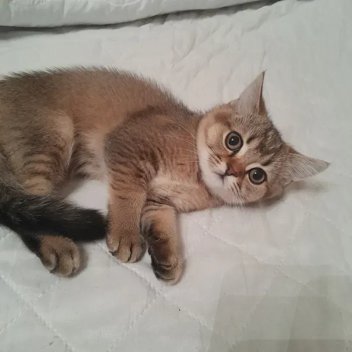 Вінниця.Продаються.Скоттиш-страйти: плюшеві ведмежата з ангельським характером Винница - изображение 3