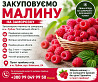 Закуповуємо малину на заморозку Сумы