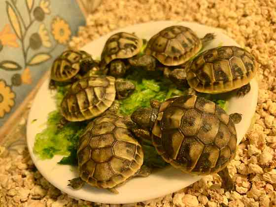 Балканська сухопутна черепаха Київ