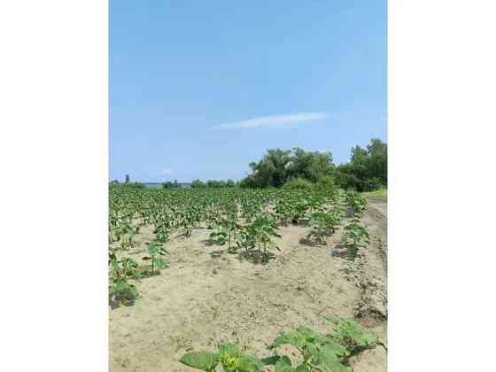 продажа земля сельскохозяйственного назначения Бородянский, Озера, 13082028 грн. 