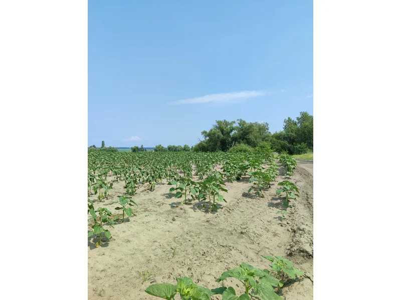 продажа земля сельскохозяйственного назначения Бородянский, Озера, 13082028 грн.  - зображення 6