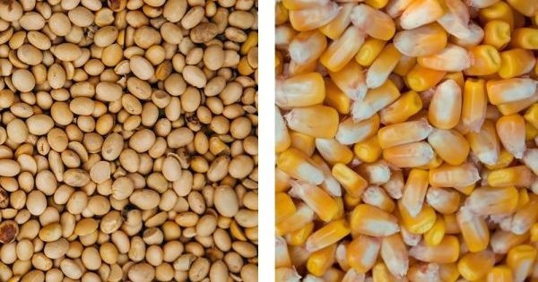 Куплю половинки сої, кукурудзу не ДСТУ Киев - изображение 1