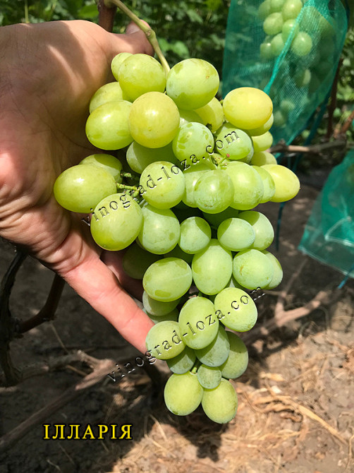 Саджанці винограду (Харків) Харків - зображення 7