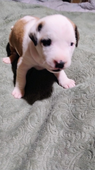 Цуцики американського стаффорширського тер'єра недорого Запорожье - изображение 9