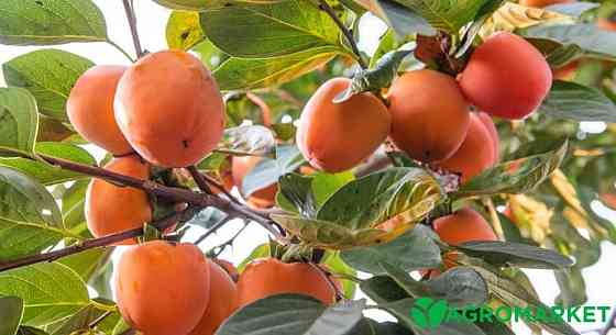 Продам саджанці хурми Сквира