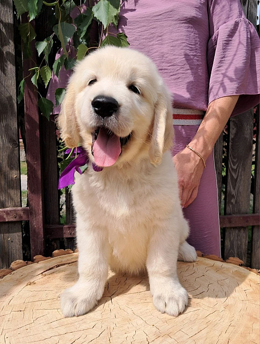 Цуценята золотистого ретривера Київ - зображення 3