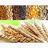 Закупаем отходы кукурузы, пшеницы, сои, подсолнечника Київ