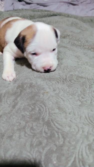 Цуцики американського стаффорширського тер'єра недорого Запорожье - изображение 3