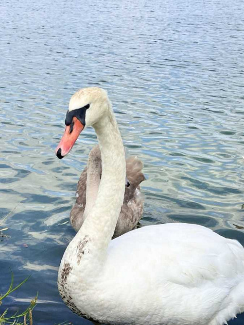 продажа участок под жилую застройку Васильковский, Варовичи, 31500 $  - зображення 10