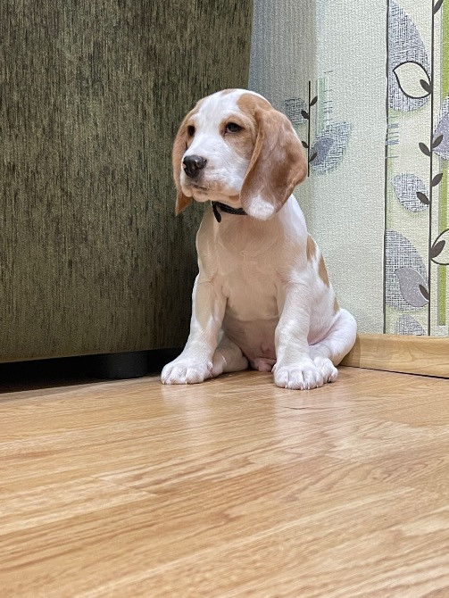 Продається песик Бігль Киев - изображение 2