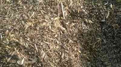 Купимо зерновідходи та некондиційне зерно. Самовивіз по Україні Суми