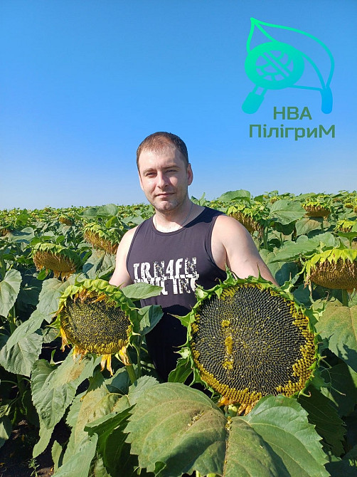 один з кращих вітчизняних гібридів під гранстар "Флокс" Винница - изображение 2