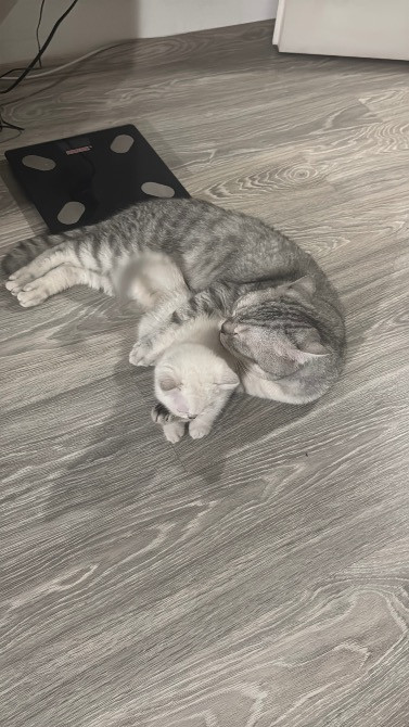 Чистокровная шотландская кошечка Одеса - зображення 6