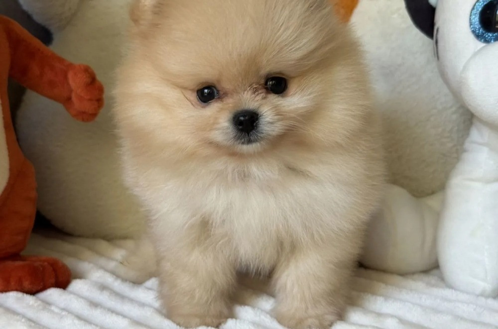 Шпиц мини Мишка Київ - зображення 1