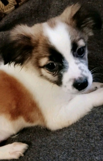 Щенок чихуахуа мальчик Запоріжжя - зображення 1