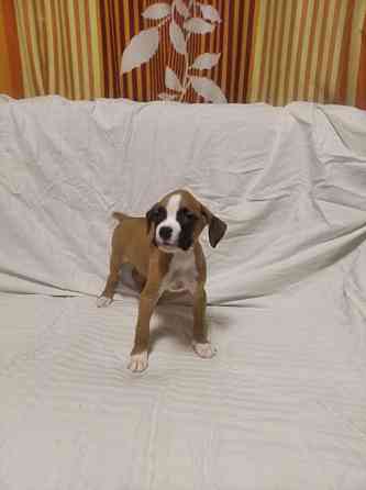 Цуценята боксера 20.10.2025 Киев