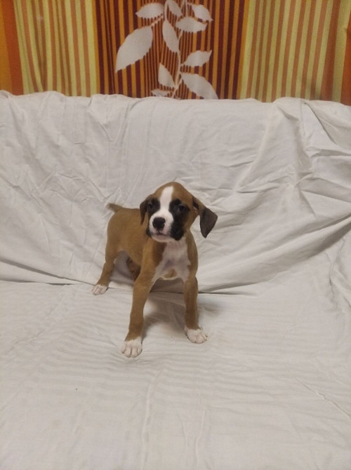 Цуценята боксера 20.10.2025 Киев - изображение 4