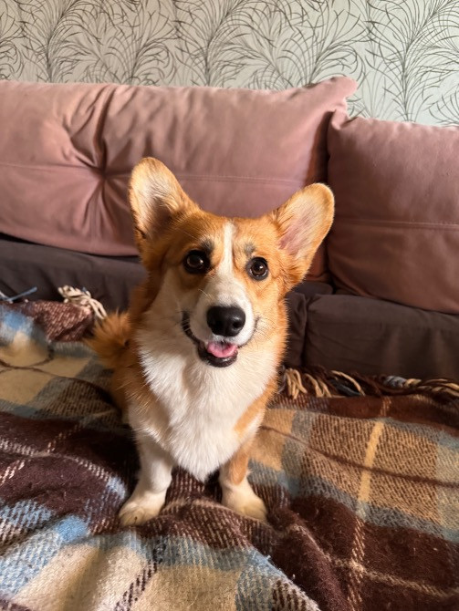 Вельшкоргіпемброк Бровари - зображення 4