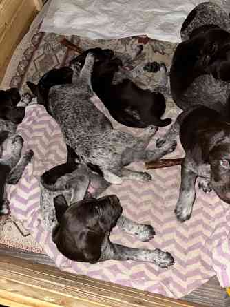 Продам цуценят Драатхар Запоріжжя