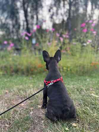 Продам цуценя французький бульдог КСУ з документами Киев