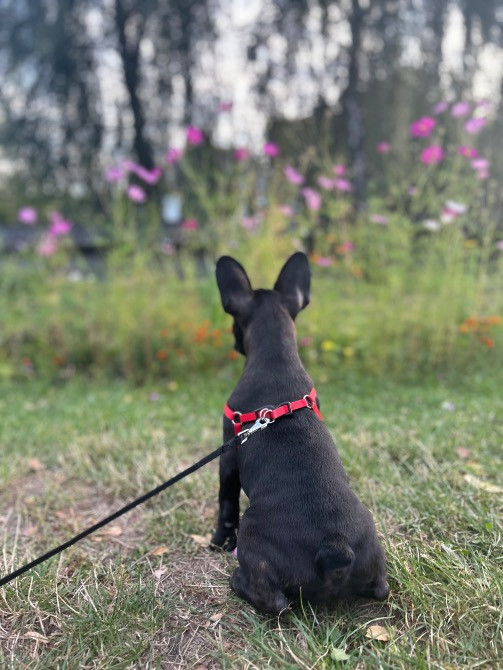 Продам цуценя французький бульдог КСУ з документами Киев - изображение 4