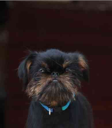 грифон хлопчик Киев