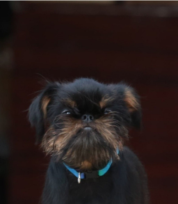 грифон хлопчик Київ - зображення 1