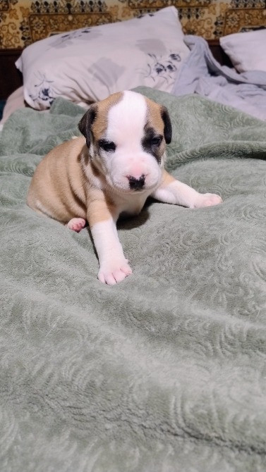 Цуцики американського стаффорширського тер'єра недорого Запорожье - изображение 4