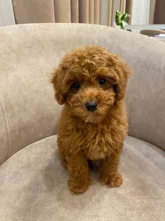 Продам цуценят той пудель Киев