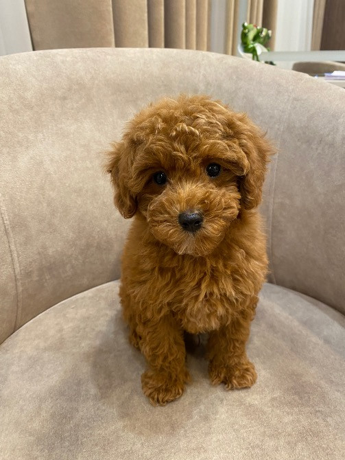 Продам цуценят той пудель Киев - изображение 3