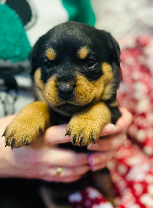 Продам ротвейлерів Київ - зображення 7