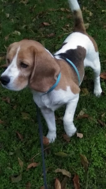 Терміново продам собаку породи Бігль (дівчинка) 4 роки. Кривой Рог - изображение 1