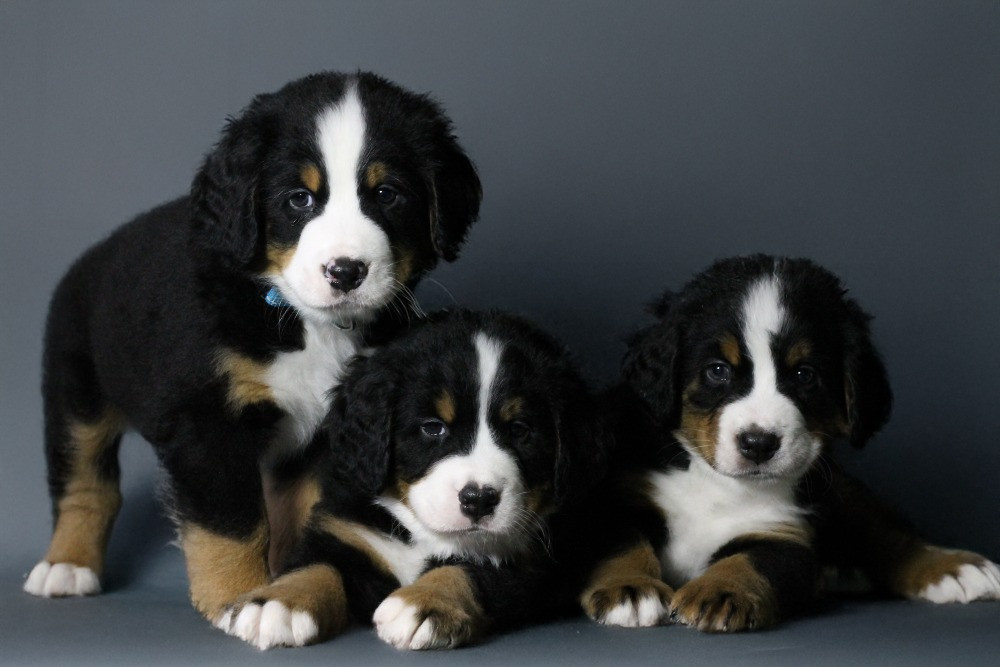 Шикарные щенки бернского зенненхунда Одеса - зображення 1