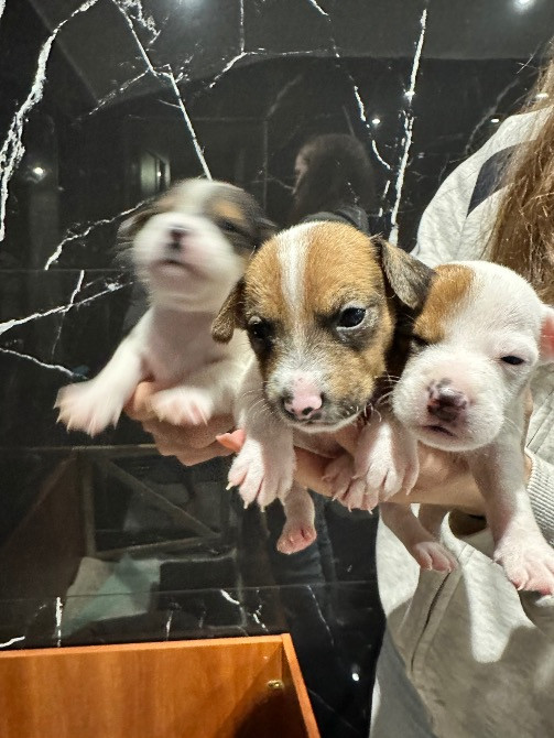 Продаю собак ДЖЕК РАССЕЛІВ Каменка-Бугская - изображение 5