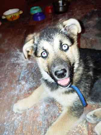 Продаю цуценя з блакитними очима Хаскі+Лайка Баришівка