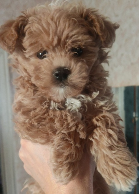 Мальтіпу F1 Киев - изображение 3