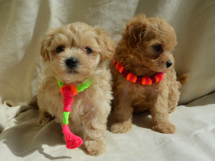 #МальтіпуF1#MaltipooF1#цуценята1,5міс#puppies 1.5 months Ukraine, Kyiv. Worldwide delivery. Достав Київ - зображення 1