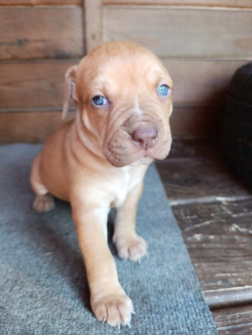 Продам цуценят породи піт-бультер'єр Кагарлык - изображение 2