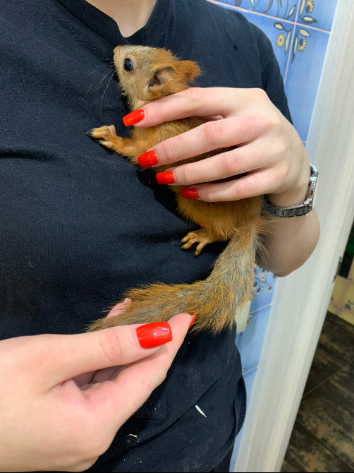 Білочки руді. Соціально адаптовані Киев - изображение 1