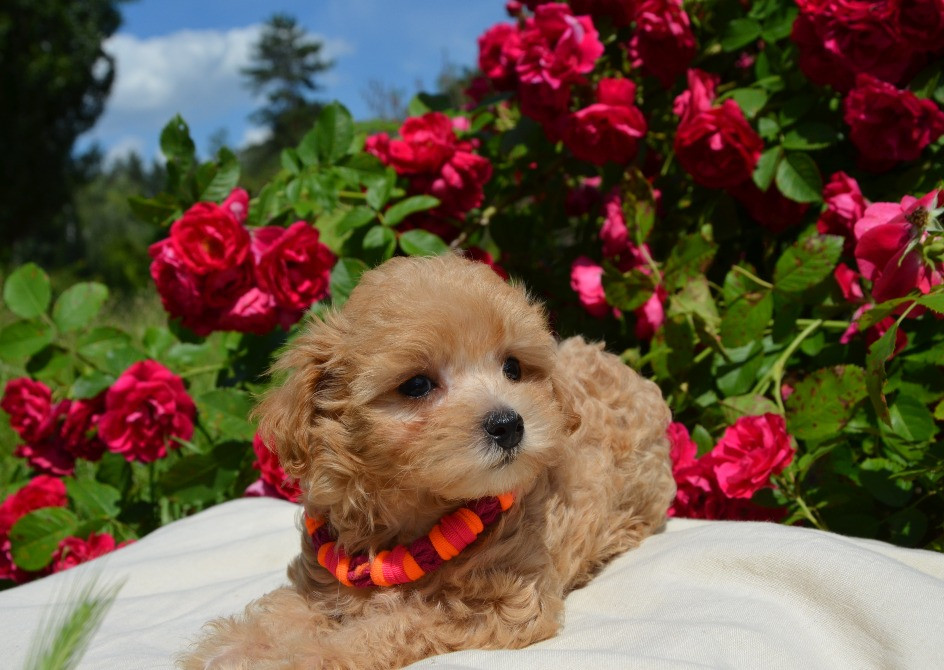#МальтіпуF1#MaltipooF1#цуценята2міс#puppies 2 months Ukraine, Kyiv. Київ - зображення 7