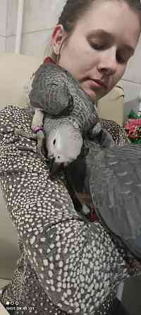 Сірий папуга жако. Африканский ручной попугай Киев