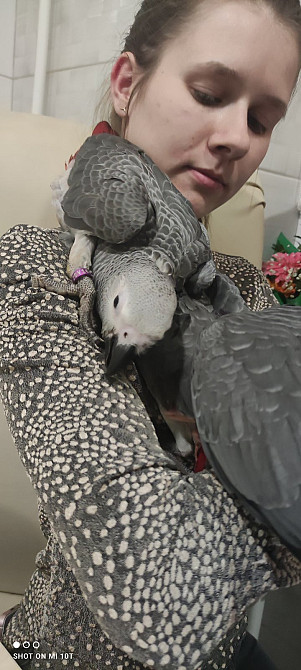 Сірий папуга жако. Африканский ручной попугай Киев - изображение 3