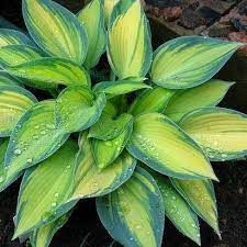 Хоста Джун (Hosta ‘June’) Д12. Вінниця - зображення 1