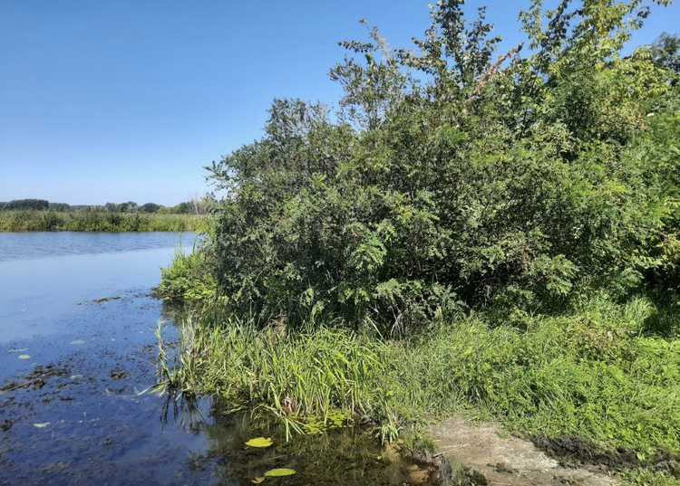 продажа земля сельскохозяйственного назначения Бориспольский, Вороньков, 168330 грн.  - зображення 5