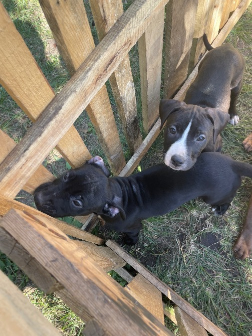 Продаю цуценят пітбуля(вже вакциновані та чіповані) Борисполь - изображение 7