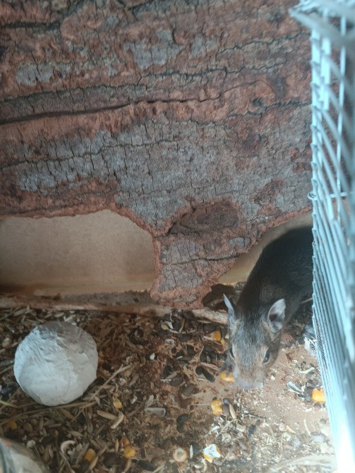 Белки дегу Одеса - зображення 4