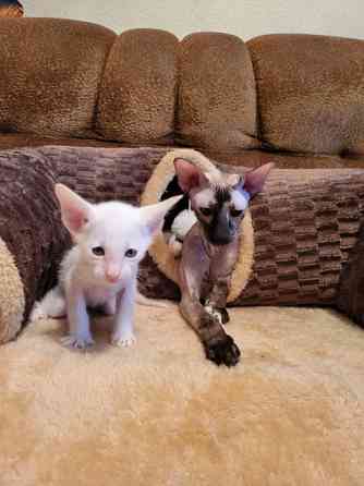 Предлагаем изумительных ориентальных котят. Кременчуг